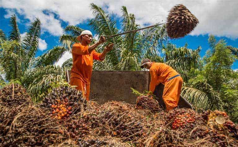 Más de 6.000 familias se beneficiarán con la Ley de Palma Aceitera