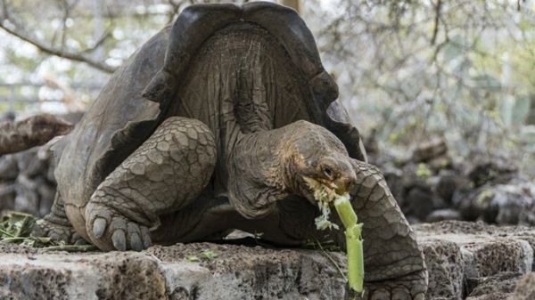 Tráfico de tortugas galápagos pone en peligro la continuidad de esta especie (video)