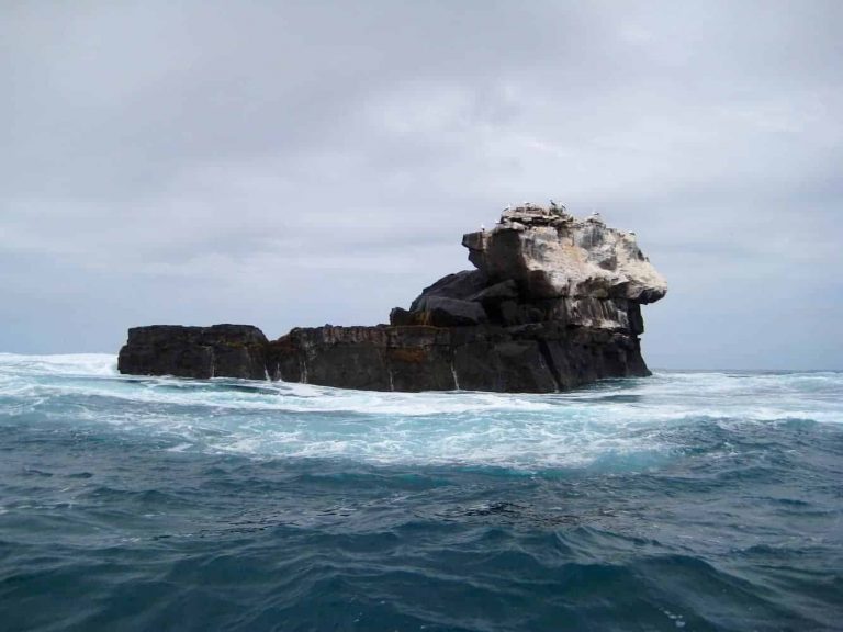 Hallan un bosque submarino en las islas Galápagos