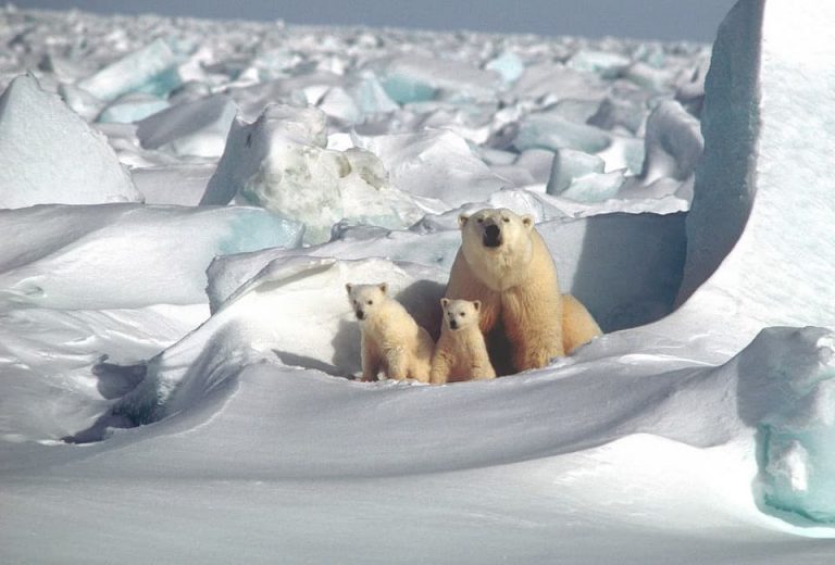 Donald Trump permitirá la extracción de petróleo en zona protegida de Alaska