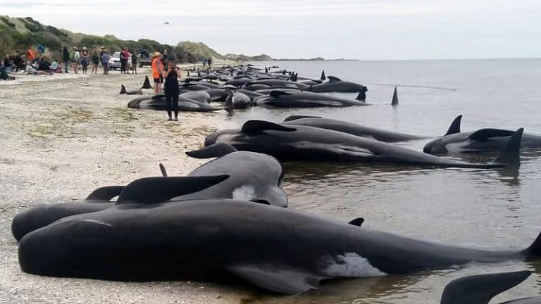 Mueren 380 ballenas varadas en bancos de arena al sur de Australia