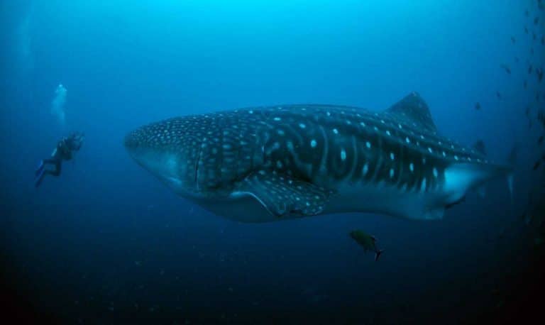Tiburón ballena hembra regresa a Galápagos después de un largo viaje