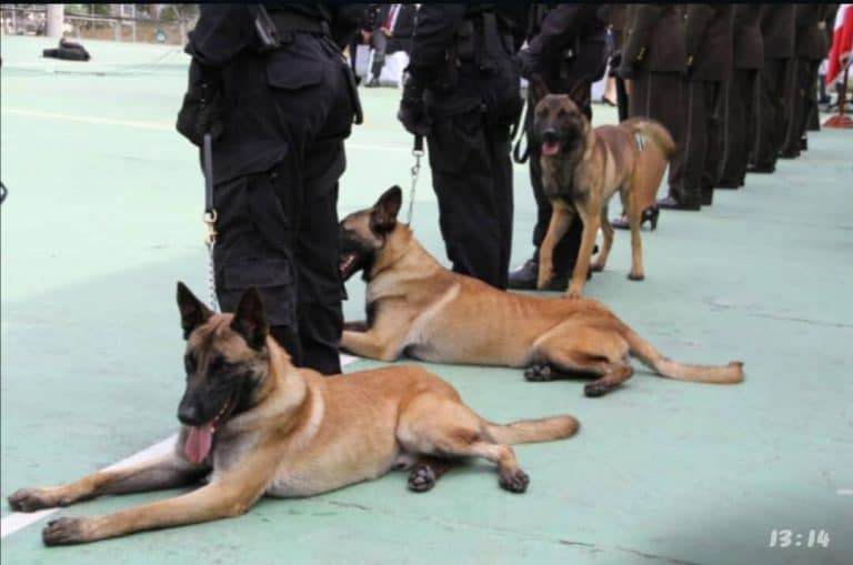 Ecuador celebra que Francia le regale cuatro perros