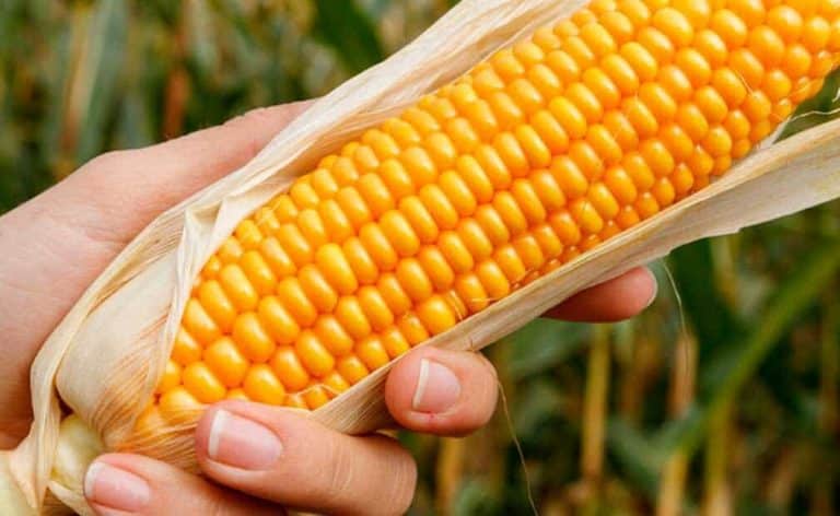 Para el Gobierno, la solución a la especulación del maíz es la importación