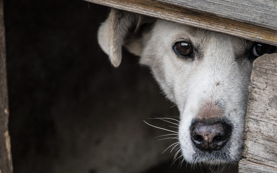perro asustado