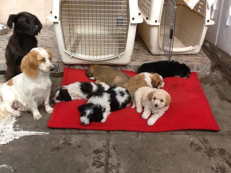 Policía desaloja con violencia a más de 200 perros de un refugio