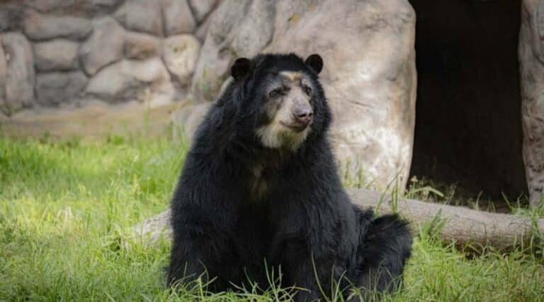 Suro, el popular oso de anteojos, tras 22 años de existencia falleció