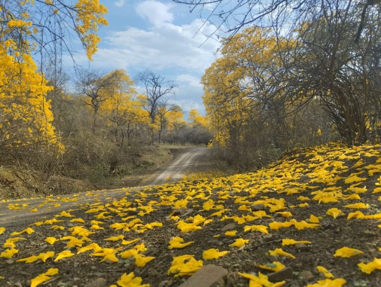 Florecimiento de guayacanes en Loja atrae a turistas en este feriado