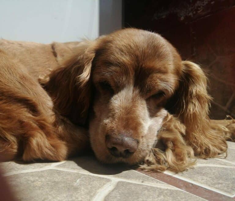 Antisociales drogan a mascotas para robar domicilios