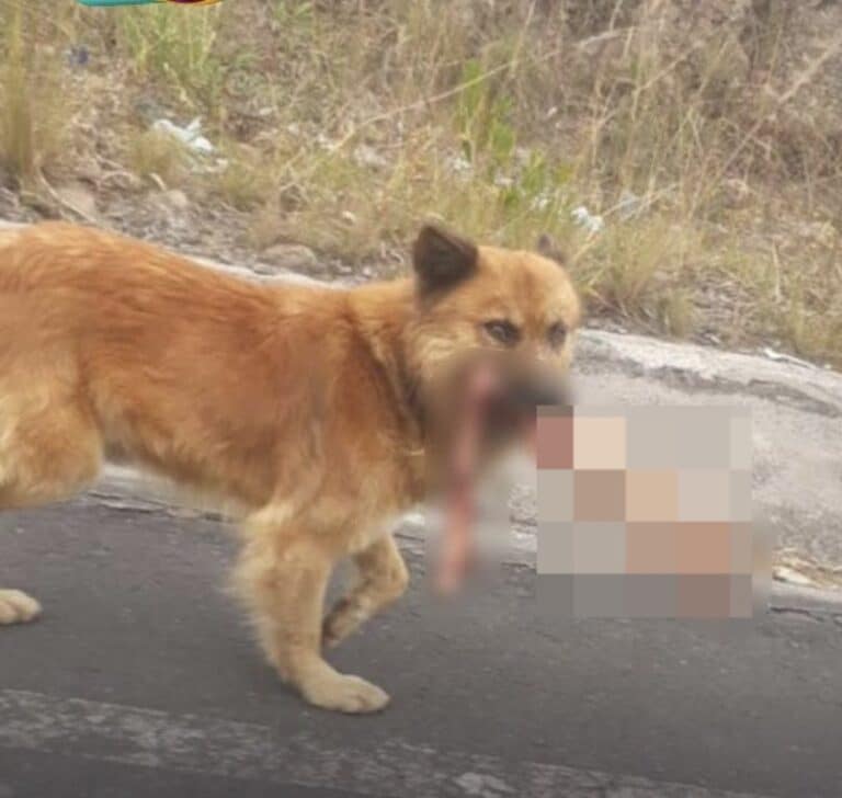 Insólito: Perro pasea por las calles con un brazo humano en el hocico