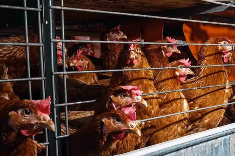 PAE: Un sistema sin jaulas para las gallinas