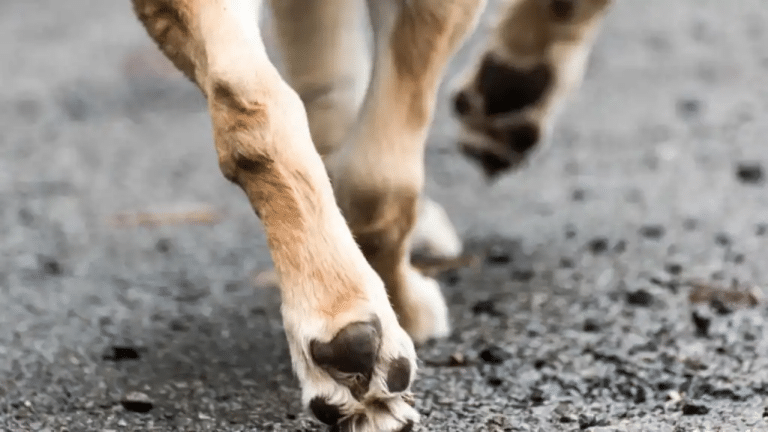 Un niño murió tras el ataque de un perro en Calderón, al norte de Quito
