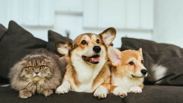 Estos serán los requisitos para el registro de animales de compañía en Quito