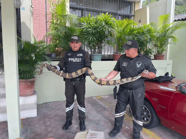 ¿Por qué están apareciendo boas en zonas urbanas de Guayaquil?