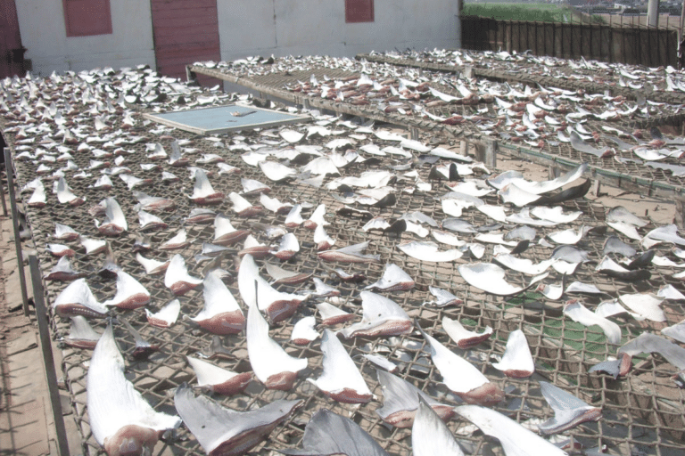 CITES aprueba suspender el comercio de tiburones desde Ecuador para proteger a la especie