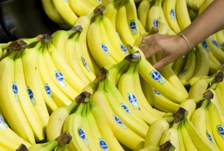 Ecuador vuelve a exportar banano a Rusia