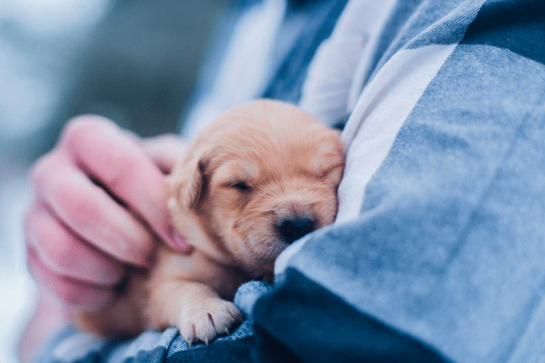 Inicia campaña de opción para perros y cachorros rescatados de la Penitenciaría del Litoral