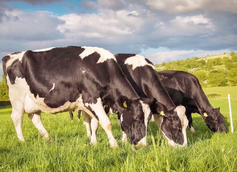 ¿Porqué existe polémica en el proyecto de Ley de Protección Animal?