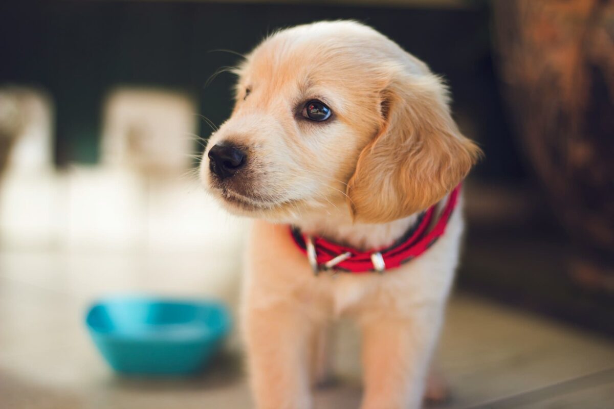 mascota