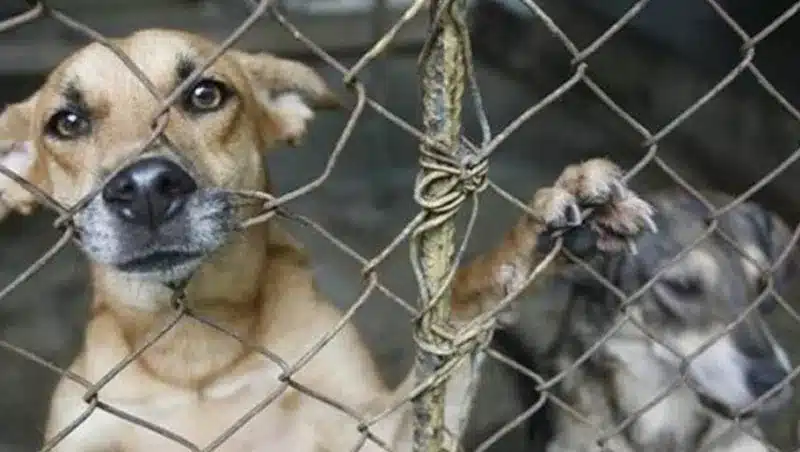 La nueva propuesta de ley desconoce el estatus de los animales como seres sintientes
