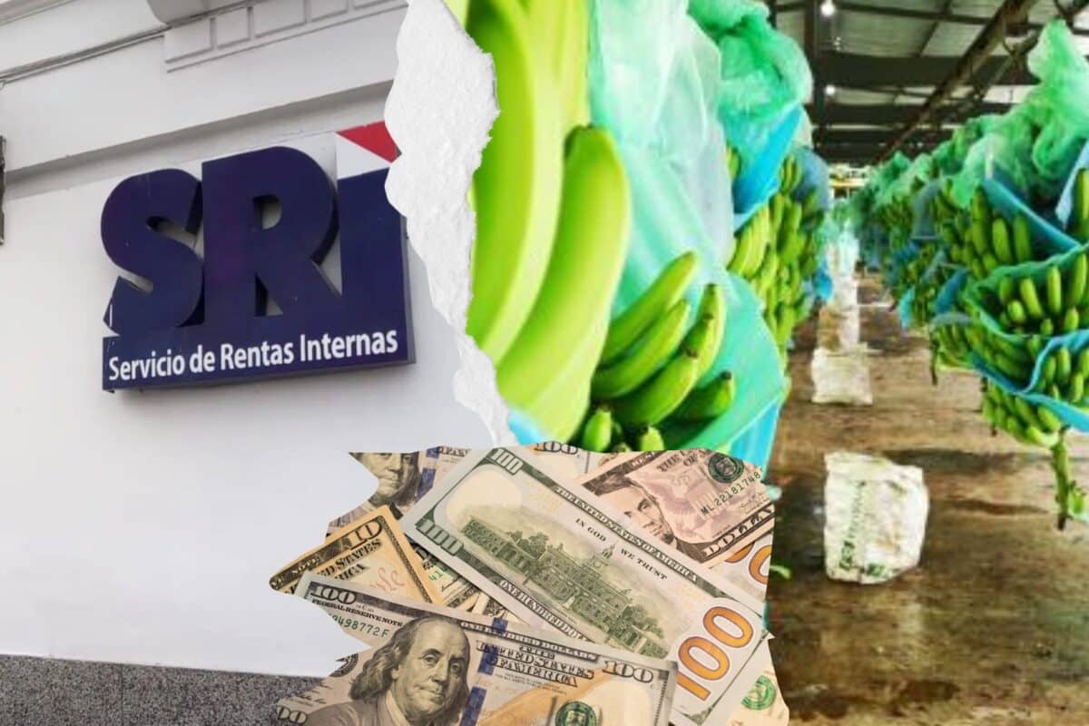 Logo del SRI, bananas y billetes de dólares ilustran la reducción de la deuda tributaria de la bananera de la familia Noboa